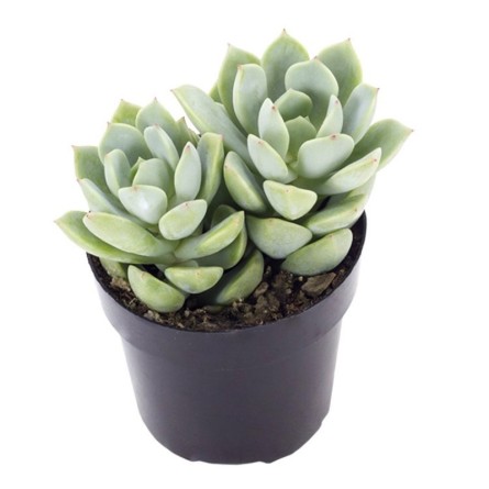 Echeveria OVR Succulent